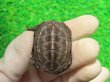 画像2: アザンティッククサガメ８