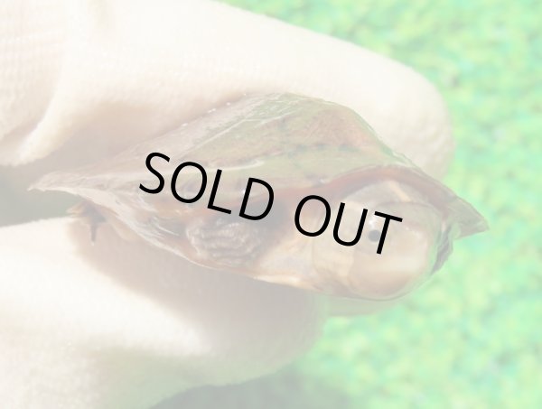 画像4: ジャノメイシガメ２