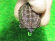 画像4: アザンティッククサガメ８