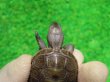 画像5: キタダイヤモンドガメ３