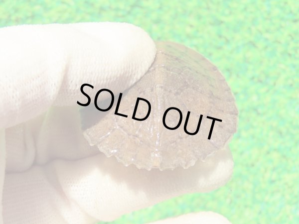 画像6: ジャノメイシガメ２