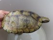 画像8: ニホンイシガメ繁殖セット２