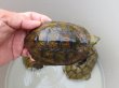 画像2: ニホンイシガメ繁殖セット２
