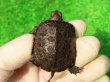 画像2: キボシヌマガメ１