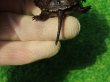 画像7: キボシヌマガメ１