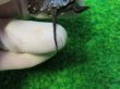 画像6: キボシヌマガメ２