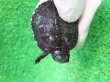 画像5: カントンクサガメ52