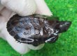 画像1: カントンクサガメ51