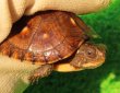 画像4: トウブハコガメ12
