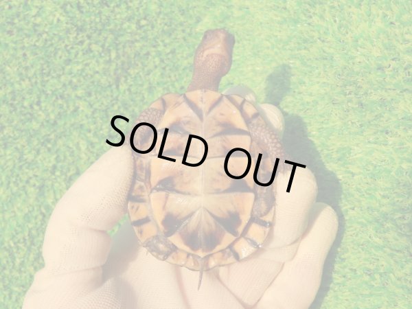 画像11: トウブハコガメ14