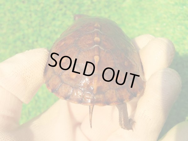 画像7: トウブハコガメ13