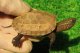 画像: ハイポクサガメP.Hetアルビノ83