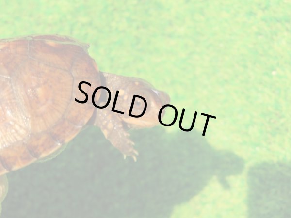 画像3: トウブハコガメ13