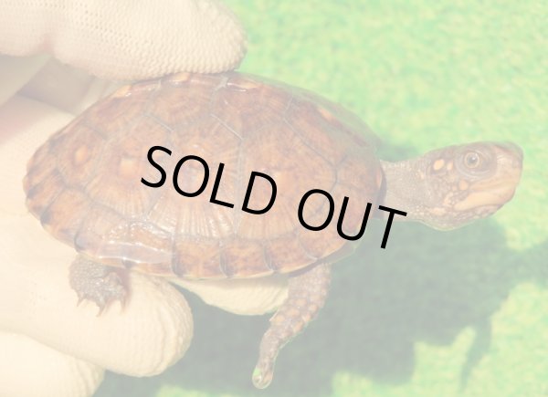 画像1: トウブハコガメ13