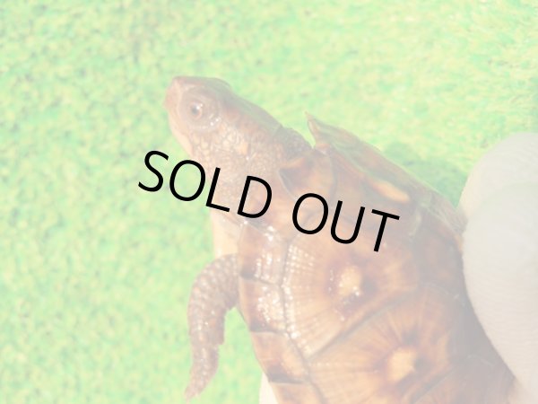 画像5: トウブハコガメ14