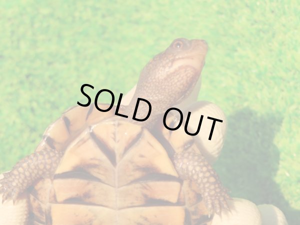 画像9: トウブハコガメ14