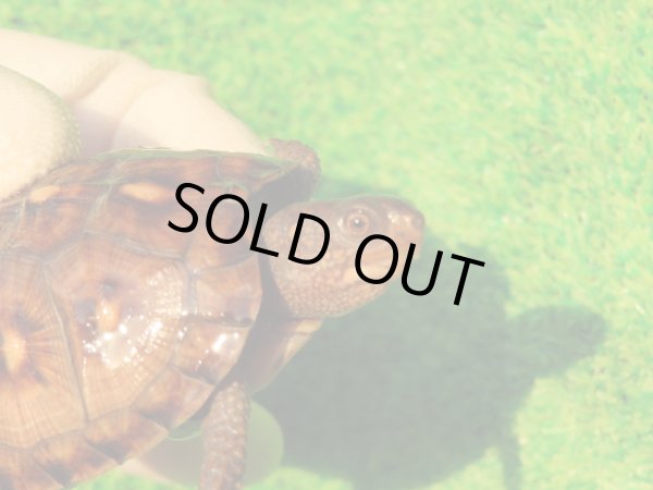 画像4: トウブハコガメ14