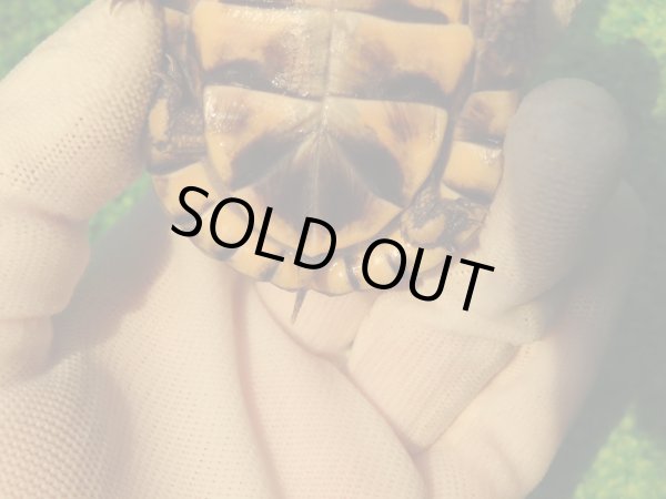 画像10: トウブハコガメ13