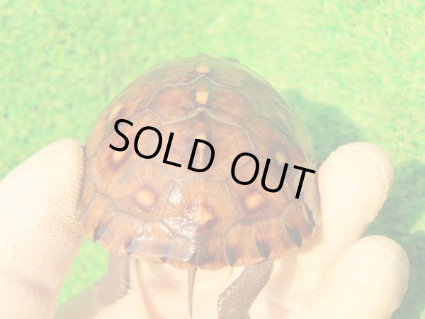 画像8: トウブハコガメ14