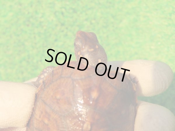 画像5: トウブハコガメ13