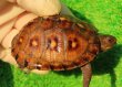 画像1: トウブハコガメ14