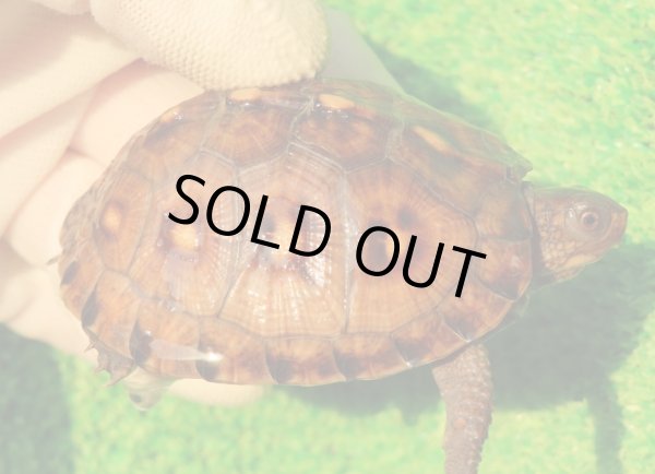 画像1: トウブハコガメ14