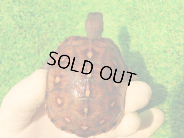 画像2: トウブハコガメ14