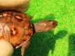 画像3: トウブハコガメ14