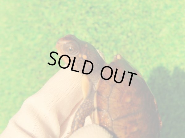 画像4: トウブハコガメ13