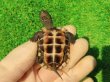 画像11: ハイポクサガメP.Hetアルビノ79