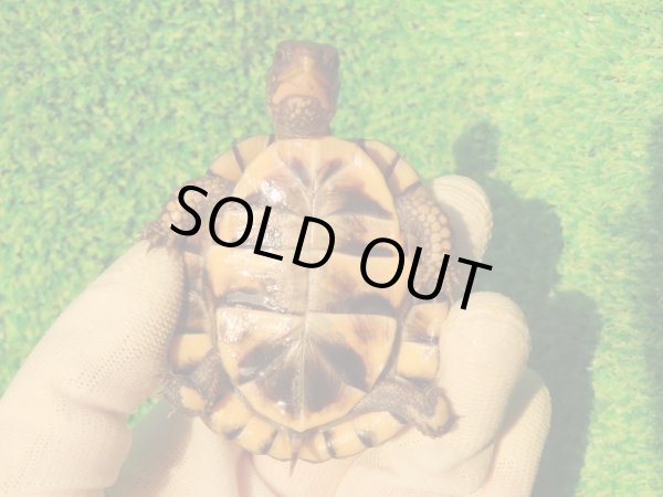 画像11: トウブハコガメ13