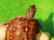 画像6: トウブハコガメ14