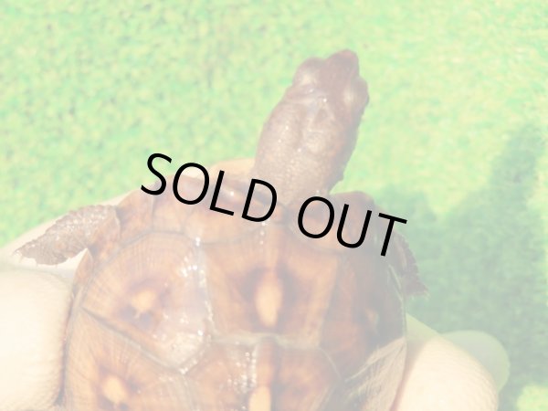 画像6: トウブハコガメ14