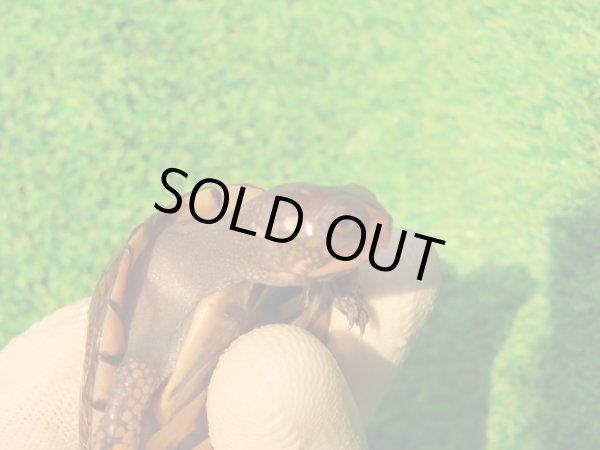 画像8: トウブハコガメ13