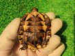 画像10: トウブハコガメ12