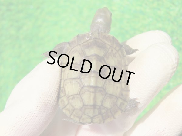 画像4: ３種セット