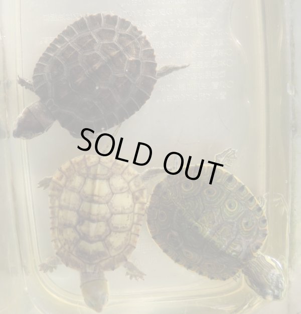 画像1: ３種セット