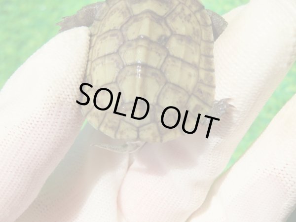 画像5: ３種セット