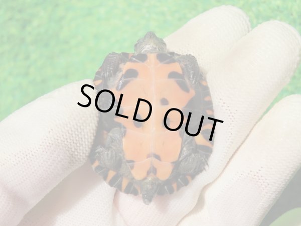 画像3: ３種セット