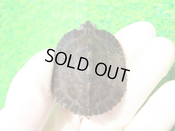 画像2: ３種セット