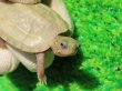 画像4: T+アルビノクサガメ89