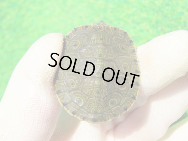 画像7: ３種セット