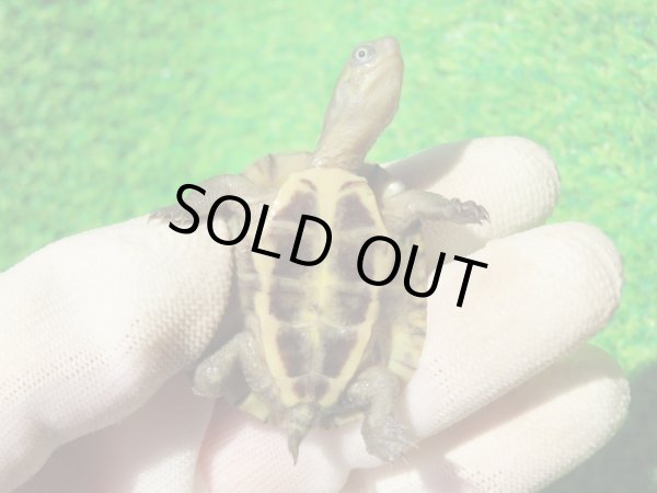 画像6: ３種セット