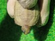 画像6: T+アルビノクサガメ89