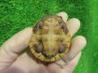 画像8: クレフトマゲクビガメ７