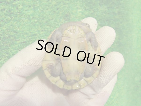 画像8: クレフトマゲクビガメ７