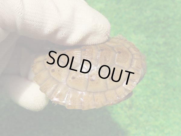 画像2: ニューギニアカブトガメ５