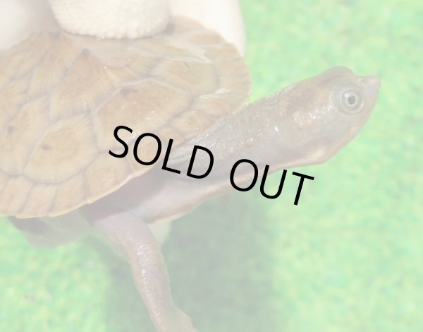 画像1: ニューギニアカブトガメ６