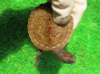 画像6: ニューギニアカブトガメ６