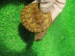 画像5: クレフトマゲクビガメ８